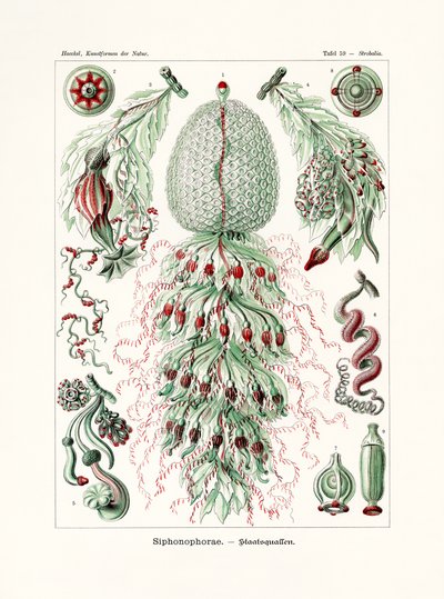 Siphonophorae by German School
